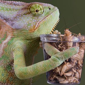 Post image for Why Your Blog Attracts an Audience of Crickets and How to Fix It