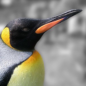 What to After Google Penguin 2.1